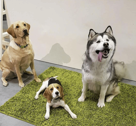 Lancashire Online Paws Playhouse Doggy Day Care