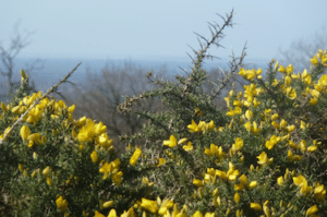 May Horoscopes by Lancashire astrologist Kathryn Monks